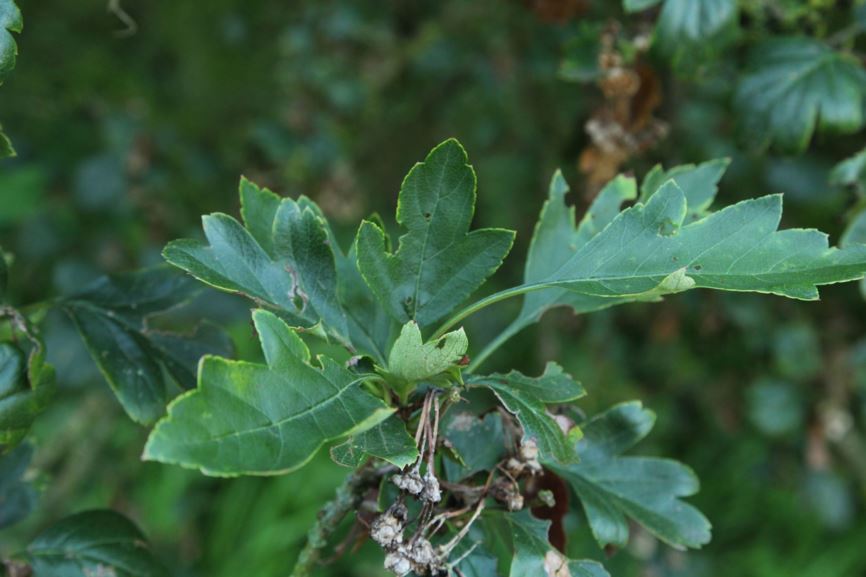 Crataegus ×mordenensis 'Toba' - Meidoorn